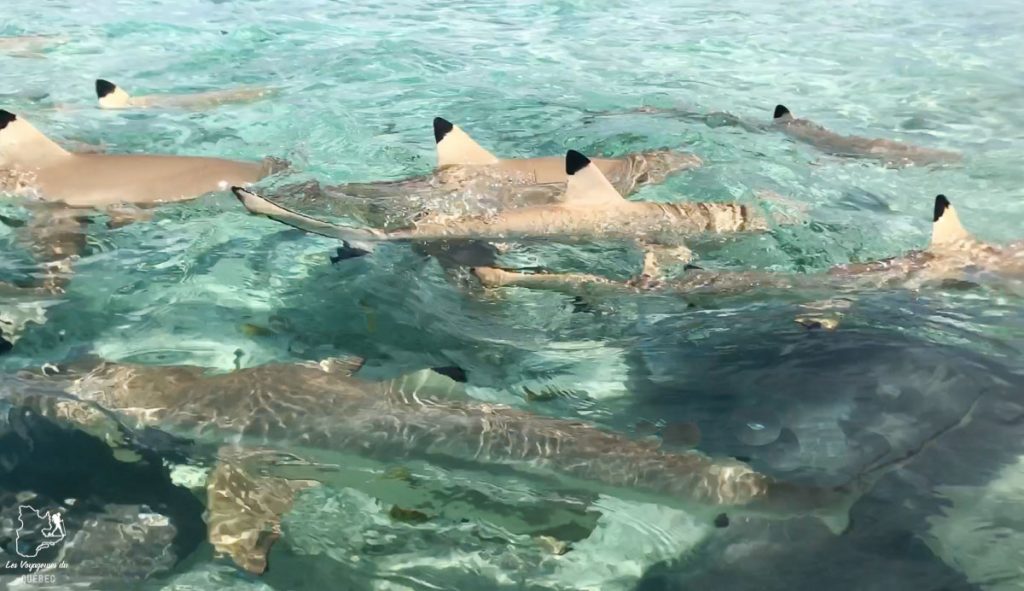 Plongée en apnée avec les requins à Moorea dans mon article Polynésie française : palmarès d’un mois de voyage dans ces îles du Pacifique #polynesiefrancaise #polynesie #oceanie #voyage #paradis #mer #moorea #plongee