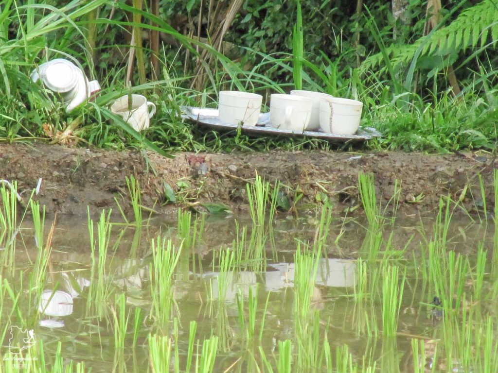 Thé à Bogor lors d'un voyage à Java autrement dans notre article Autre regard sur l'île de Java en Indonésie : Un voyage à Java autrement #java #indonesie #voyage #horsdessentiersbattus #javaautrement #iledejava
