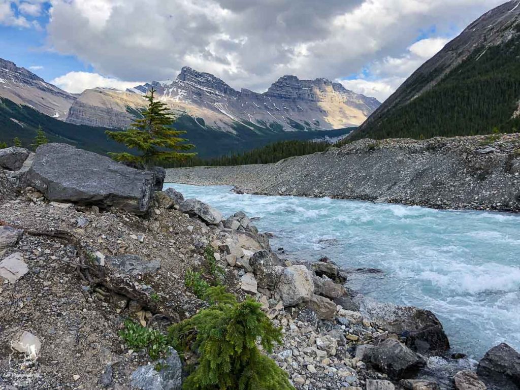 Saskatchewan River dans le Parc national de Jasper dans les Rocheuses canadiennes dans notre article Rocheuses canadiennes : road trip de 3 jours entre Banff et Jasper #rocheuses #rocheusescanadiennes #ouestcanadien #canada #voyage #montagne #alberta #jasper
