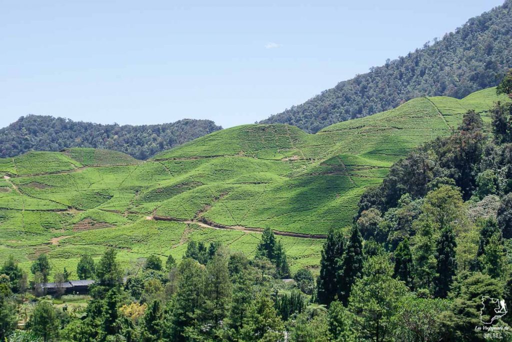 Plantation de thé à Bogor sur l'île de Java dans notre article Autre regard sur l'île de Java en Indonésie : Un voyage à Java autrement #java #indonesie #voyage #horsdessentiersbattus #javaautrement #iledejava