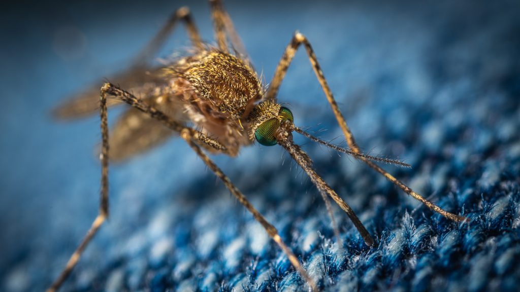 La malaria en voyage : Petit guide sur la transmission et les symptômes #malaria #maladie #voyage #moustique #symptomes #transmission