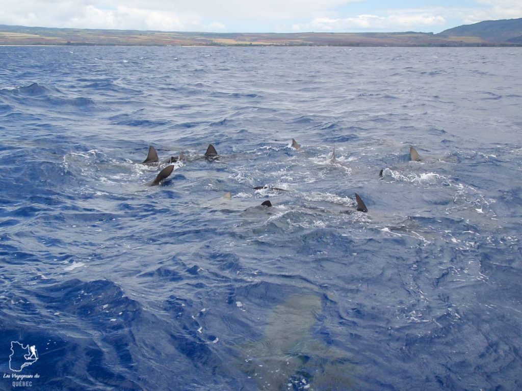 Sharks Tour sur l'île d'Oahu dans notre article L'île d'Oahu à Hawaii : Activités incontournables à faire lors d'un road trip #oahu #roadtrip #ile #hawaii