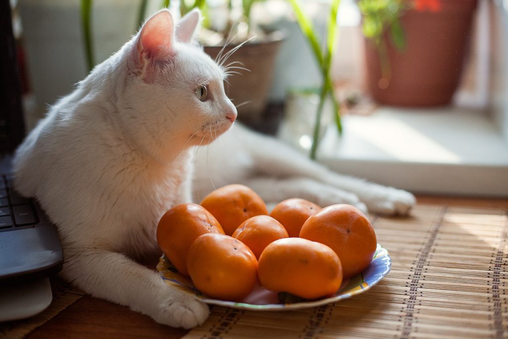 Le house sitting : Le gardiennage de maison pour voyager à faible coût #housesitting #gardiennagedemaison #vacances #voyage #catsitting #voyagerpascher