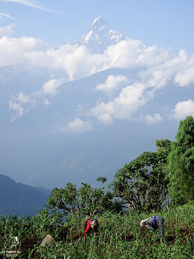 Randonnée à Pokhara au Népal dans notre article Visiter le Népal : Que faire au Népal en 5 semaines de voyage #nepal #asie #voyage #randonnee #pokhara