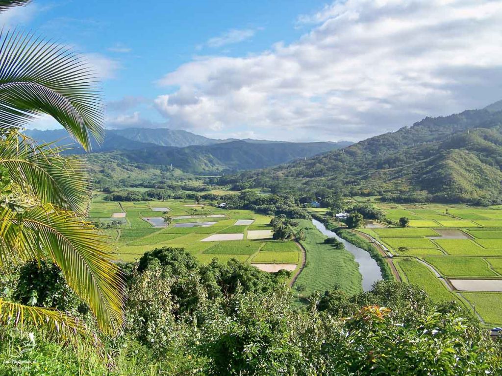 Champs de tarots sur l'île de Kauai à Hawaii dans notre article sur Visiter Kauai à Hawaii : 12 incontournables à faire sur l'île de Kauai #kauai #hawaii #voyage #usa #ile #iledekauai #kauaihawaii