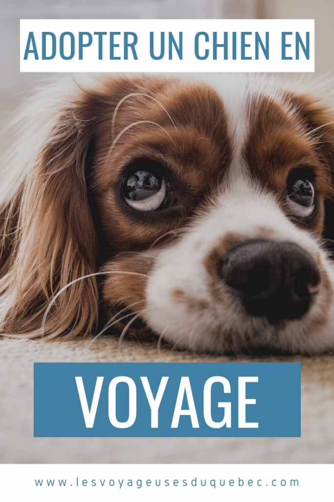 Guide pour ramener un chien au Canada : adopter un chien à l'étranger