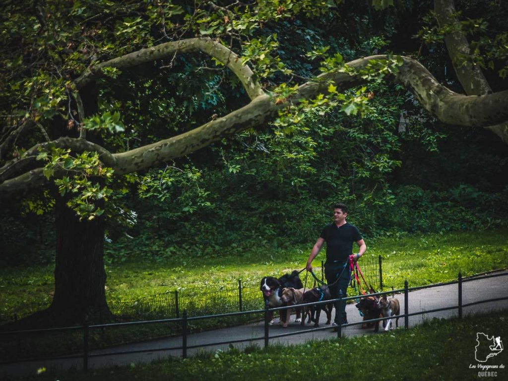 Central Park, quartier de Manhattan à New-York dans notre article Manhattan à New York : exploration urbaine des quartiers de Manhattan #newyork #ville #usa #manhattan #etatsunis #amerique #citytrip #centralpark
