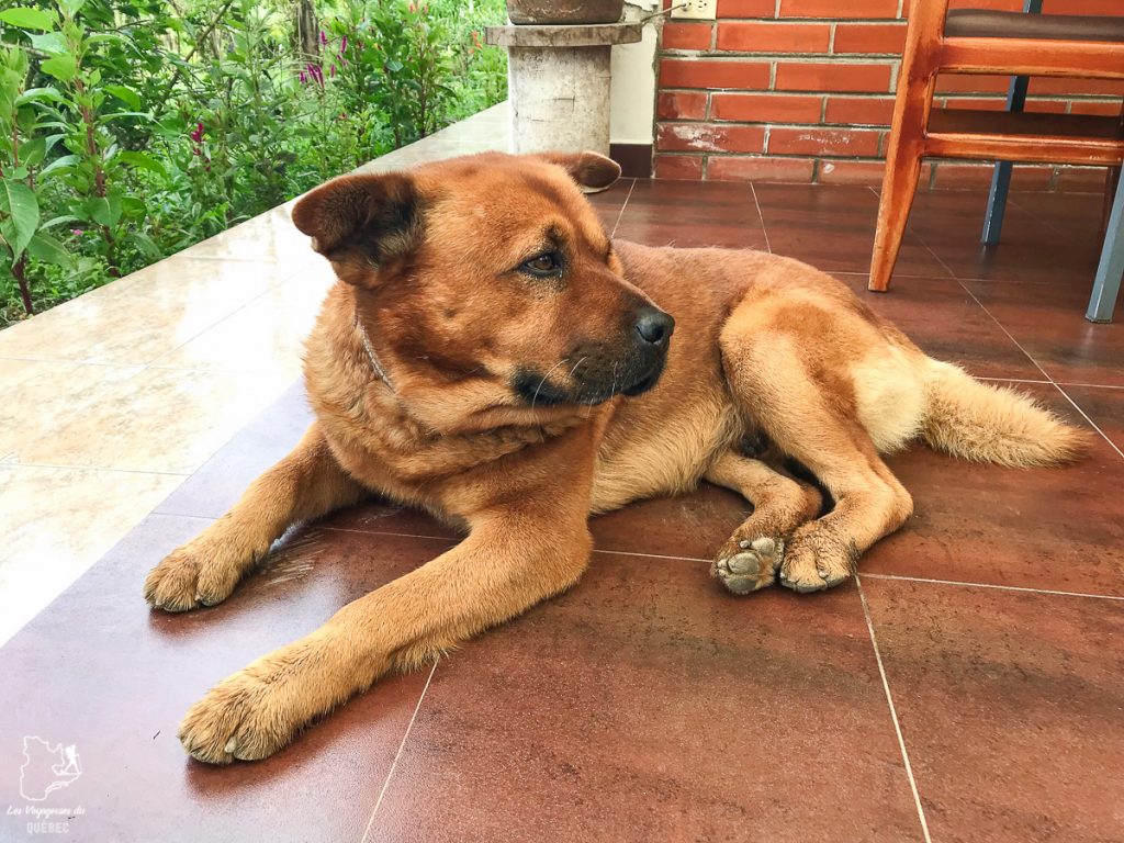 Adopter un chien en voyage : Procédures pour ramener un chien au Canada #chien #adopter #etranger #voyage #procedure