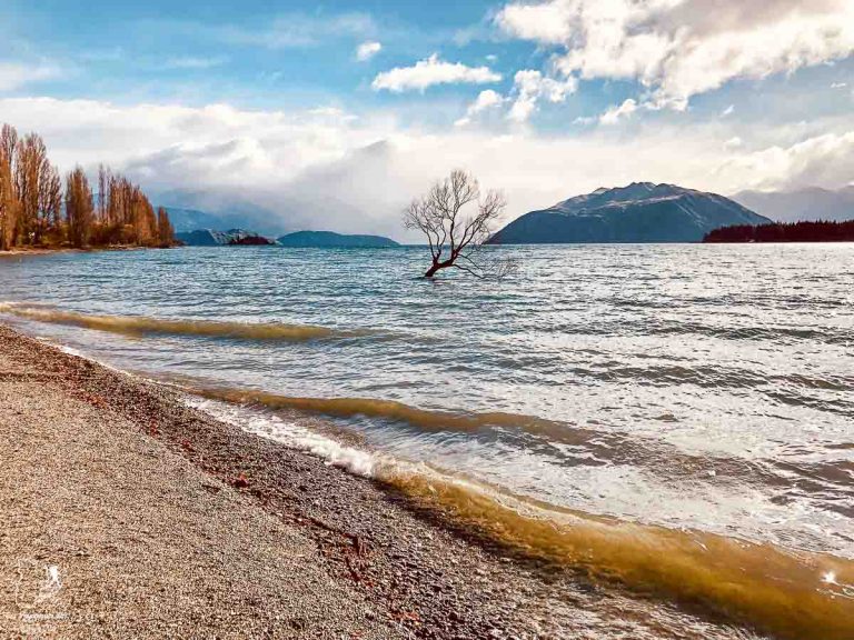 Wanaka Tree, un arrêt photo lors de mon road trip sur l'île du Sud en Nouvelle-Zélande dans notre article Île du Sud en Nouvelle-Zélande : Incontournables et itinéraire détaillé de mon road trip #nouvellezelande #ile #sud #itineraire #voyage #oceanie #roadtrip