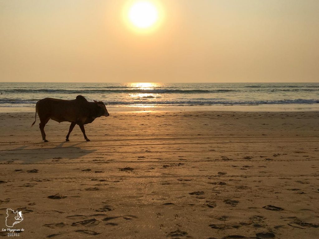 Vache sur la plage de Goa en Inde dans notre article Yoga teacher training en Inde : Comment et lequel choisir? #inde #goa #yoga #formation #yogateachertraining #professeur
