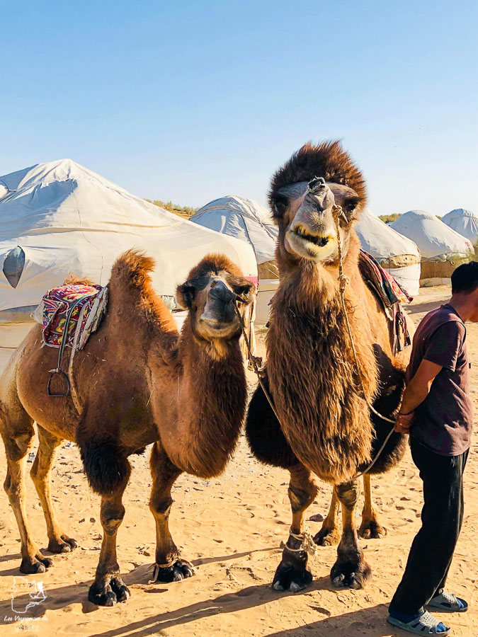 Faire du chameau dans le désert du Kyzyl Koum sur la liste de que faire en Ouzbékistan dans notre article Visiter l’Ouzbékistan : 7 incontournables à voir lors d’un voyage en Ouzbékistan #ouzbekistan #asiecentrale #routedelasoie #voyage #desert #kyzylkoum #chameau