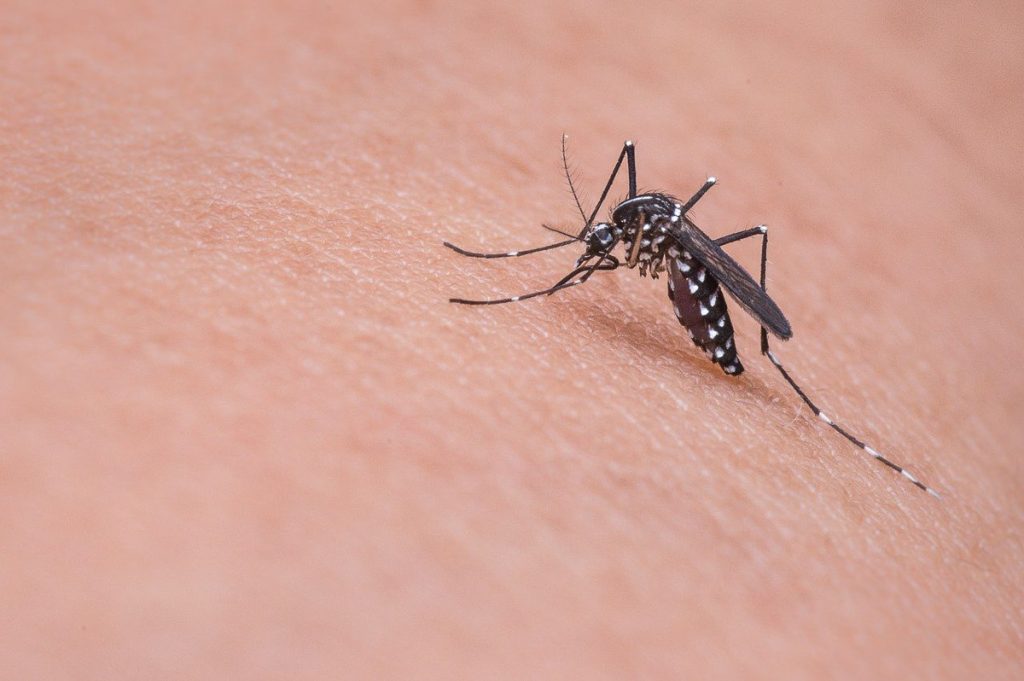 Le moustique Aedes, porteur de plusieurs maladies dans notre article Piqûres de moustiques : Conseils d’expert pour les éviter en voyage #moustique #voyage #piqure #maladie #santevoyage