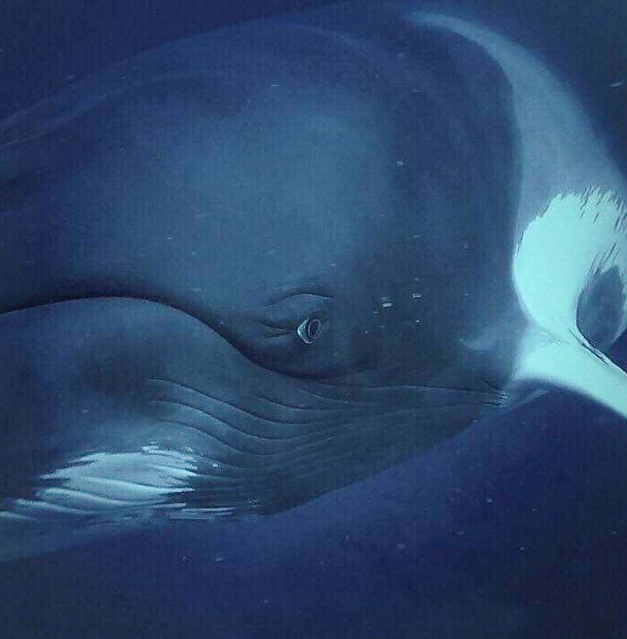 Plongée avec les baleines Minke à la Grande Barrière de corail en Australie dans notre article Plongée sous-marine : 20 destinations de plongée à travers le monde #plongee #plongeesousmarine #voyage #destination