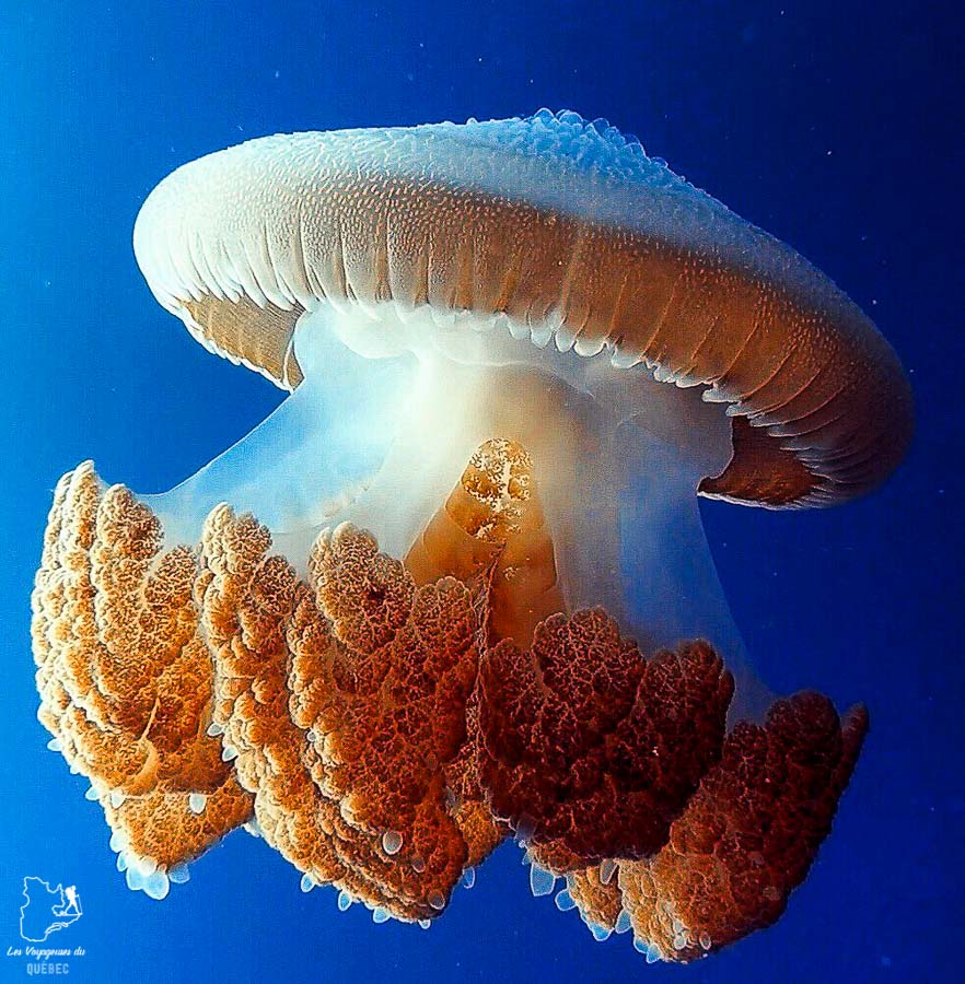 Plongée sous-marine à la Grande Barrière de corail en Australie dans notre article Plongée sous-marine : 20 destinations de plongée à travers le monde #plongee #plongeesousmarine #voyage #destination