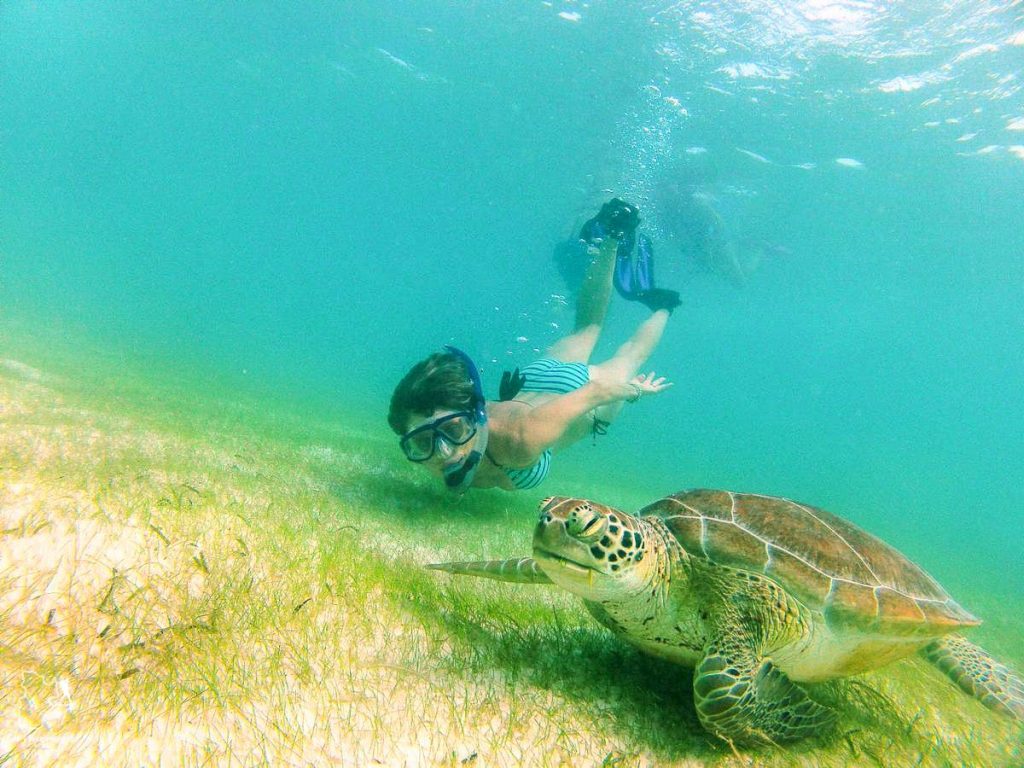 Plongée sous-marine avec des tortues au Mexique dans notre article Plongée sous-marine : 20 destinations de plongée à travers le monde #plongee #plongeesousmarine #voyage #destination