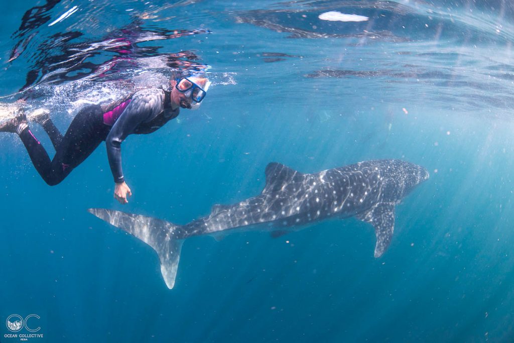 Plongée sous-marine avec requin-baleine à Ningaloo dans notre article Plongée sous-marine : 20 destinations de plongée à travers le monde #plongee #plongeesousmarine #voyage #destination