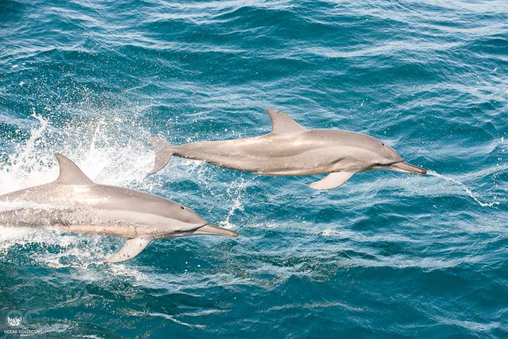 Rencontre avec des dauphins aux îles Turquoises dans notre article Plongée sous-marine : 20 destinations de plongée à travers le monde #plongee #plongeesousmarine #voyage #destination