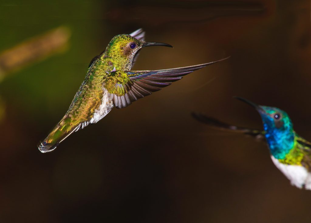 Mindo en Équateur : Que faire et voir dans ce lieu à la faune et la flore unique #equateur #mindo #ameriquedusud #voyage
