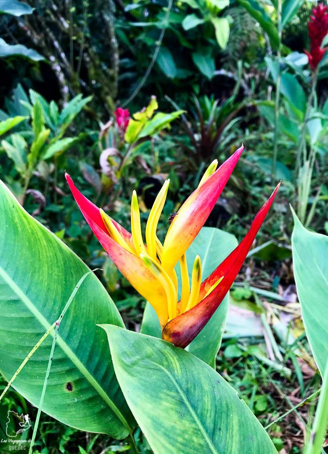 Jardin fleuri du Real Mindo à Mindo en Équateur dans notre article Mindo en Équateur : Que faire et voir dans ce lieu à la faune et la flore unique #equateur #mindo #ameriquedusud #voyage