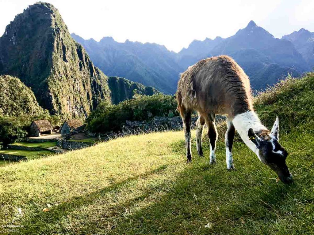 Machu Picchu, l'aboutissement du trek sur l'Inca jungle trail dans notre article Randonnée sur l’Inca jungle trail : Mon trek au Machu Picchu en famille #randonnee #trek #incajungletrail #machupicchu #perou #ameriquedusud #unesco