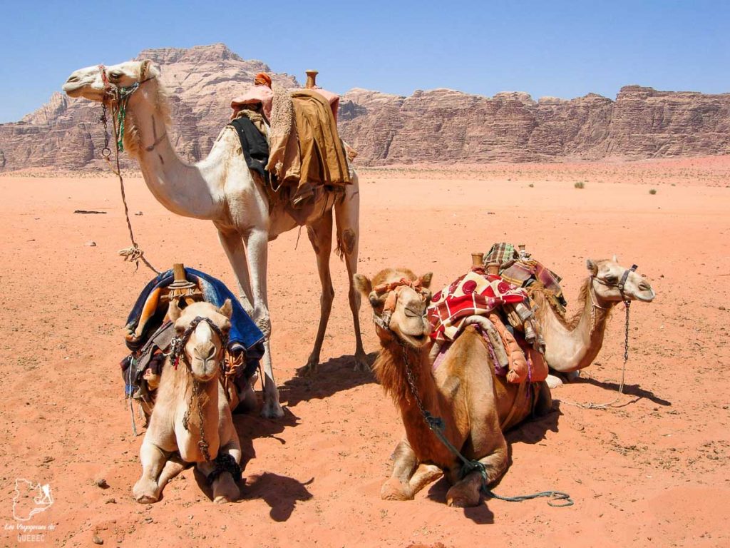 Randonnée en chameaux dans Désert du Wadi Rum dans notre article Déserts du monde : L’expérience mystique du Sahara, Thar et Wadi Rum #deserts #desert #sahara #thar #wadirum #voyage