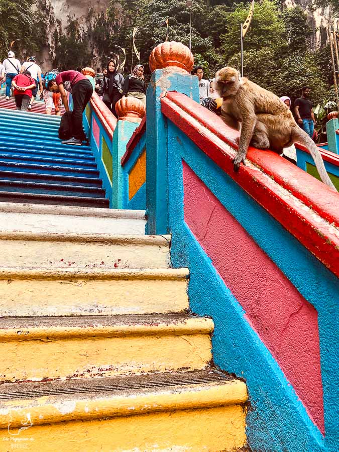 L'escalier avec les singes qui mène à Batu Caves près de Kuala Lumpur dans notre article Que faire à Kuala Lumpur lors d’une escale de 24 heures #kualalumpur #malaisie #asiedusudest #voyage #escale