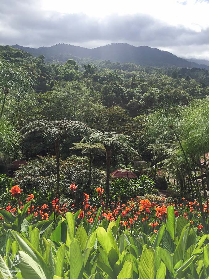 Nature au Costa Rica dans notre article Pura Vida au Costa Rica : Mon séjour au Costa Rica en mode détente #costarica #puravida #voyage #ameriquecentrale