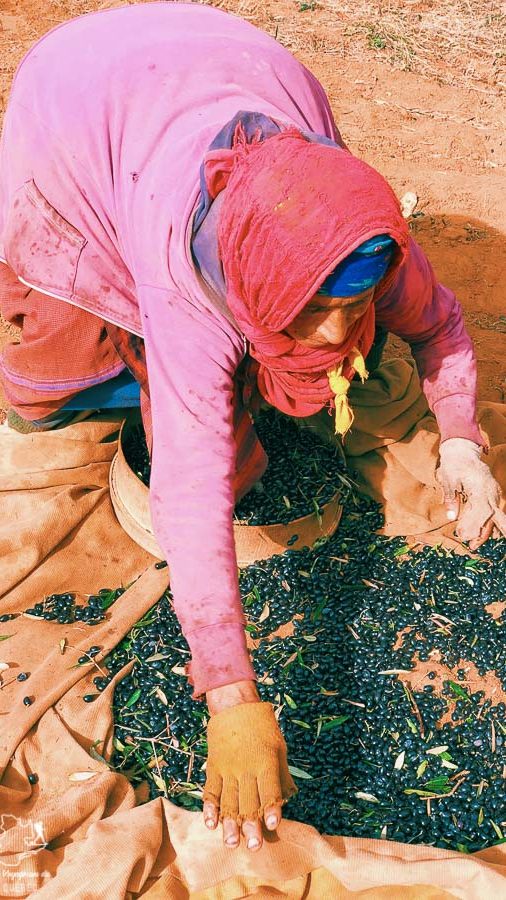 Faire la cueillette d'olives à Nabeul en Tunisie dans notre article Visiter la Tunisie : Comment faire un voyage en Tunisie autrement #tunisie #afrique #voyage #Nabeul