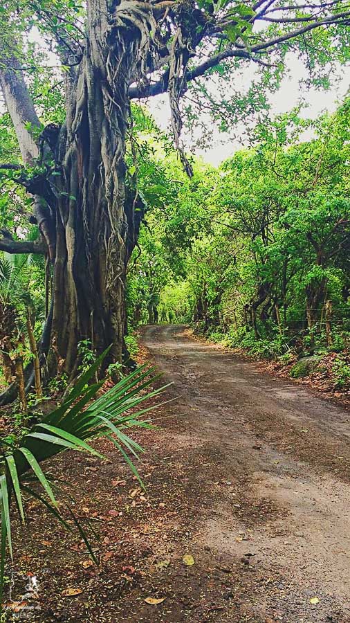 Nature généreuse sur Ometepe au Nicaragua dans notre article Ometepe au Nicaragua : Une semaine sur cette île volcanique #ometepe #ileometepe #nicaragua #ameriquecentrale #voyage