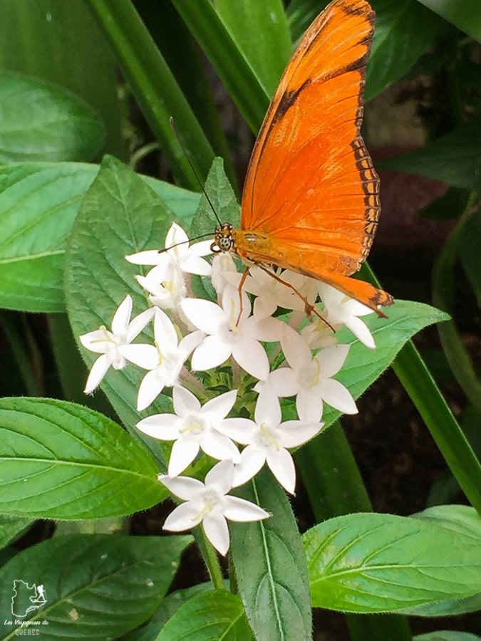 Papillon au Costa Rica dans notre article Pura Vida au Costa Rica : Mon séjour au Costa Rica en mode détente #costarica #puravida #voyage #ameriquecentrale
