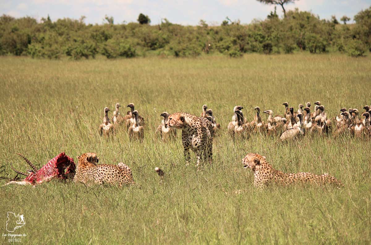 Guépards lors d'un safari au Kenya dans notre article Safari au Kenya et en Tanzanie : comment l’organiser et s’y préparer #kenya #tanzanie #safari #afrique #voyage