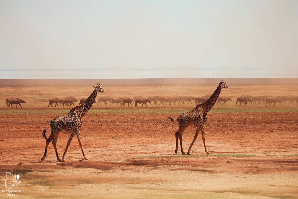 Safari au Kenya et en Tanzanie : comment l’organiser et s’y préparer #kenya #tanzanie #safari #afrique #voyage
