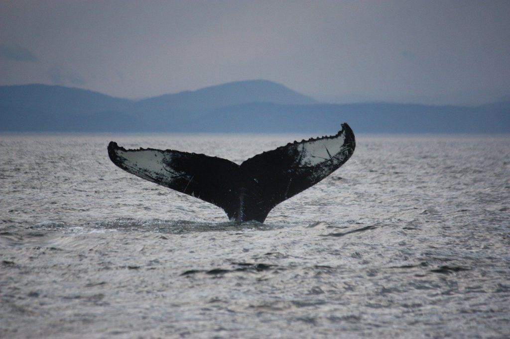 Baleine au Cap Bon Désir sur la Côte-Nord dans notre article Visiter la Côte-Nord au Québec : mes coups de cœur tout en nature #cotenord #quebec #canada #nature