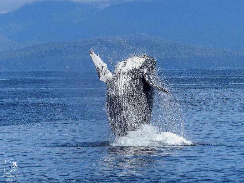 Voir les baleines à Tadoussac dans notre article Voyager avec son chien au Québec : Que faire et où aller #quebec #chien #voyager