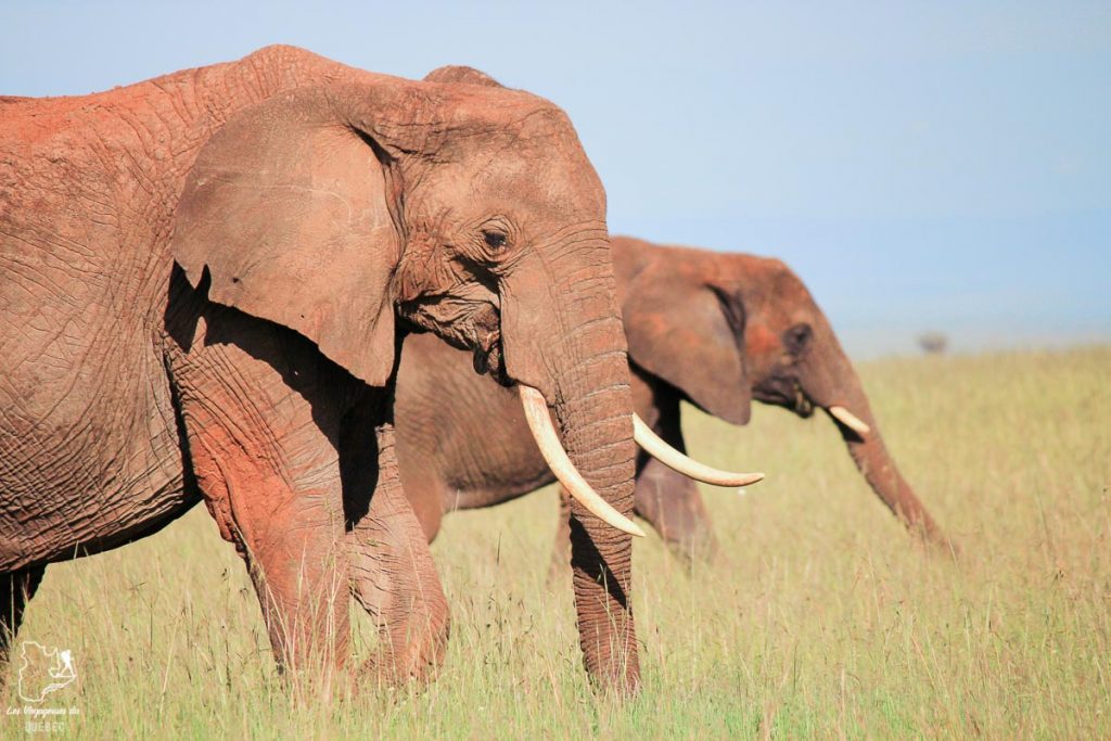 Éléphant lors d'un safari en Afrique dans notre article Safari au Kenya et en Tanzanie : comment l’organiser et s’y préparer #kenya #tanzanie #safari #afrique #voyage