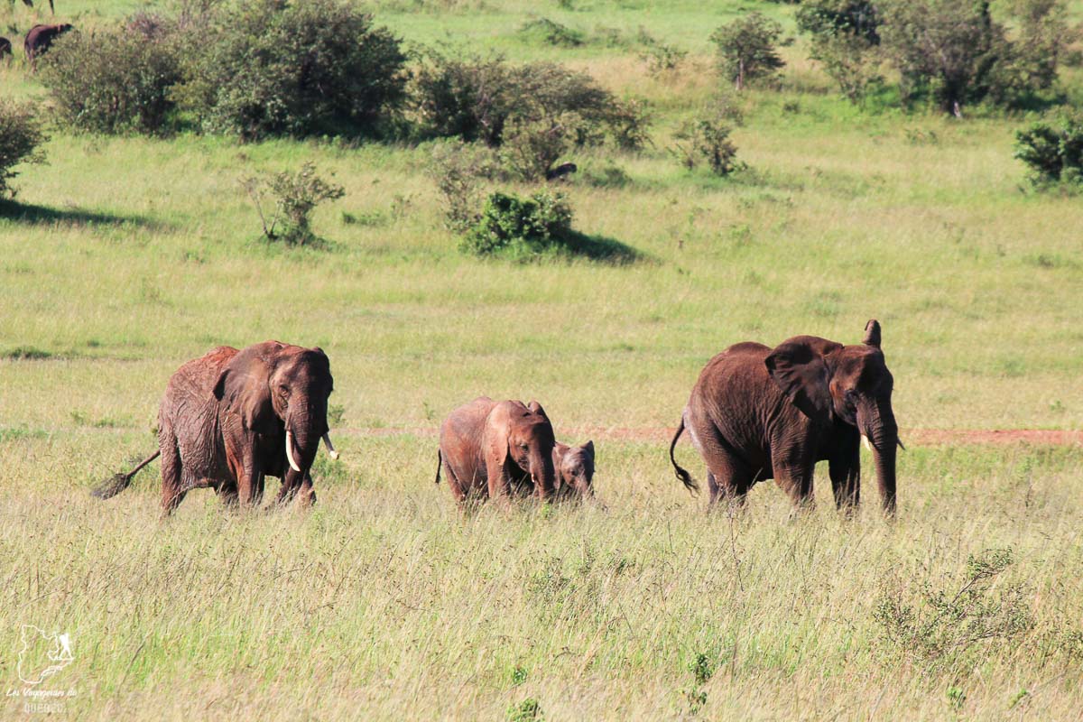 Famille d'éléphants en safari en Tanzanie dans notre article Safari au Kenya et en Tanzanie : comment l’organiser et s’y préparer #kenya #tanzanie #safari #afrique #voyage