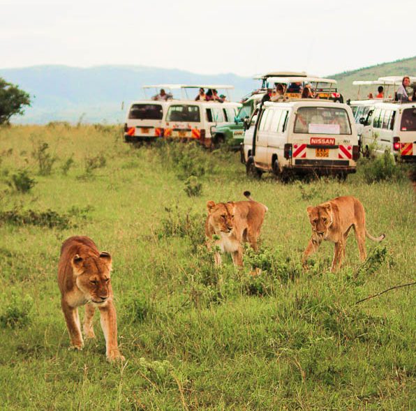 Voyage organisé de safari en Kenya dans notre article Safari au Kenya et en Tanzanie : comment l’organiser et s’y préparer #kenya #tanzanie #safari #afrique #voyage