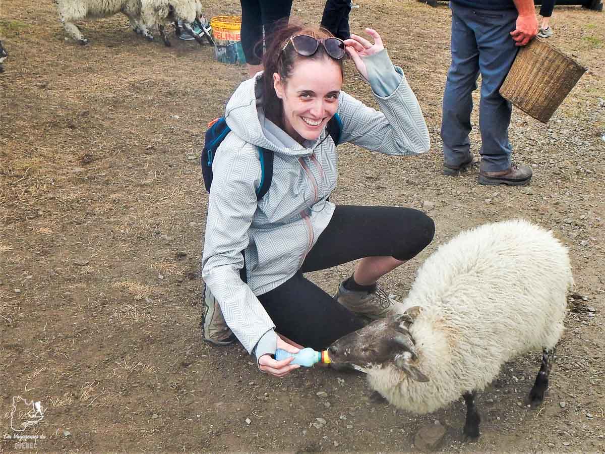 Visiter une ferme de moutons en Irlande dans notre article Road trip en Irlande : 3 semaines de road trip en couple à travers l’Irlande #irlande #irlandedunord #roadtrip #circuit #europe #voyage