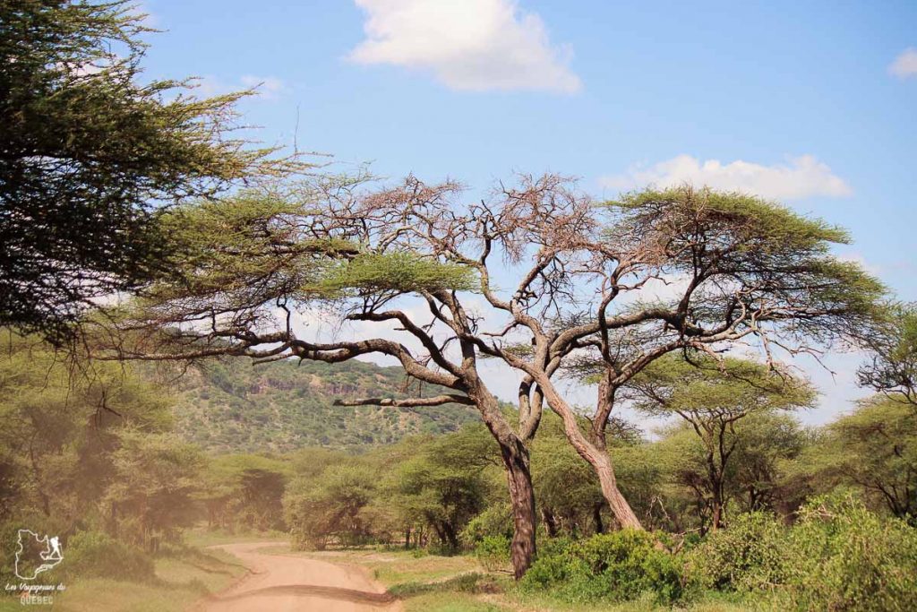 La savane africaine dans notre article Safari au Kenya et en Tanzanie : comment l’organiser et s’y préparer #kenya #tanzanie #safari #afrique #voyage