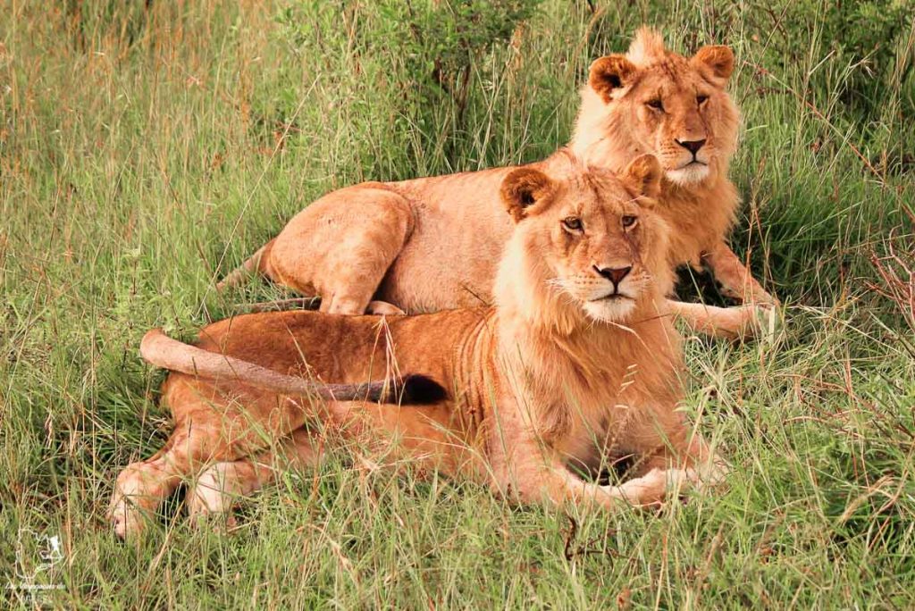 Lions lors d'un safari en Tanzanie dans notre article Safari au Kenya et en Tanzanie : comment l’organiser et s’y préparer #kenya #tanzanie #safari #afrique #voyage