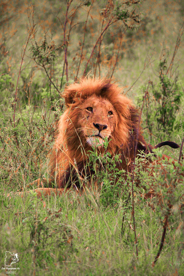 Lion dans un safari au Kenya dans notre article Safari au Kenya et en Tanzanie : comment l’organiser et s’y préparer #kenya #tanzanie #safari #afrique #voyage