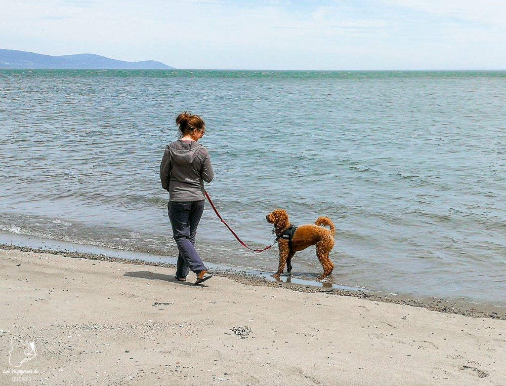 Voyager avec son chien au Québec : Que faire et où aller #quebec #chien #voyager