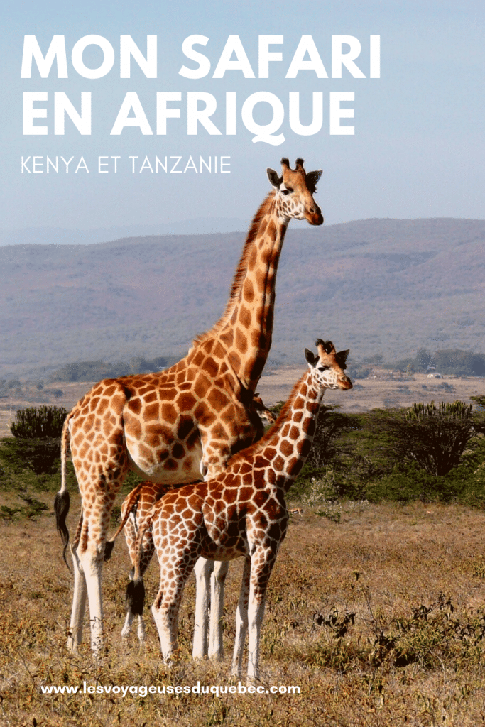 Safari au Kenya et en Tanzanie : Organiser un safari en Afrique