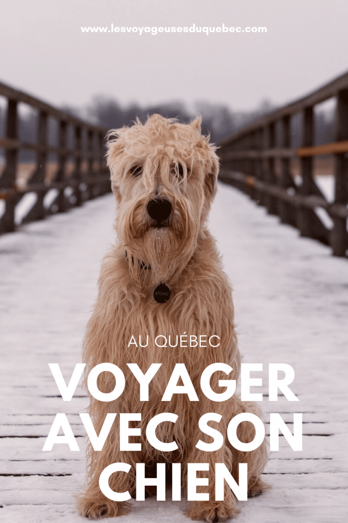 Voyager avec son chien au Québec : Trucs, astuces et itinéraires