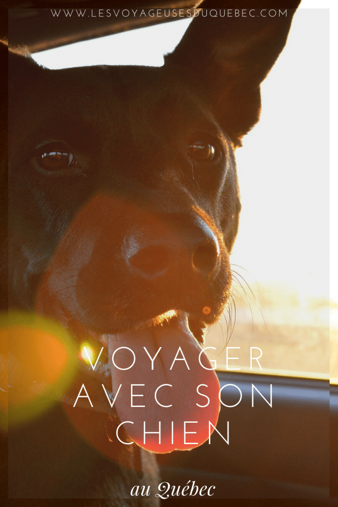 Voyager avec son chien au Québec : Trucs, astuces et itinéraires