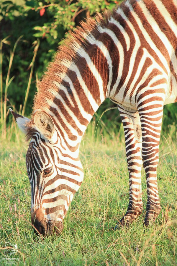 Zèbre dans un safari en Tanzanie dans notre article Safari au Kenya et en Tanzanie : comment l’organiser et s’y préparer #kenya #tanzanie #safari #afrique #voyage