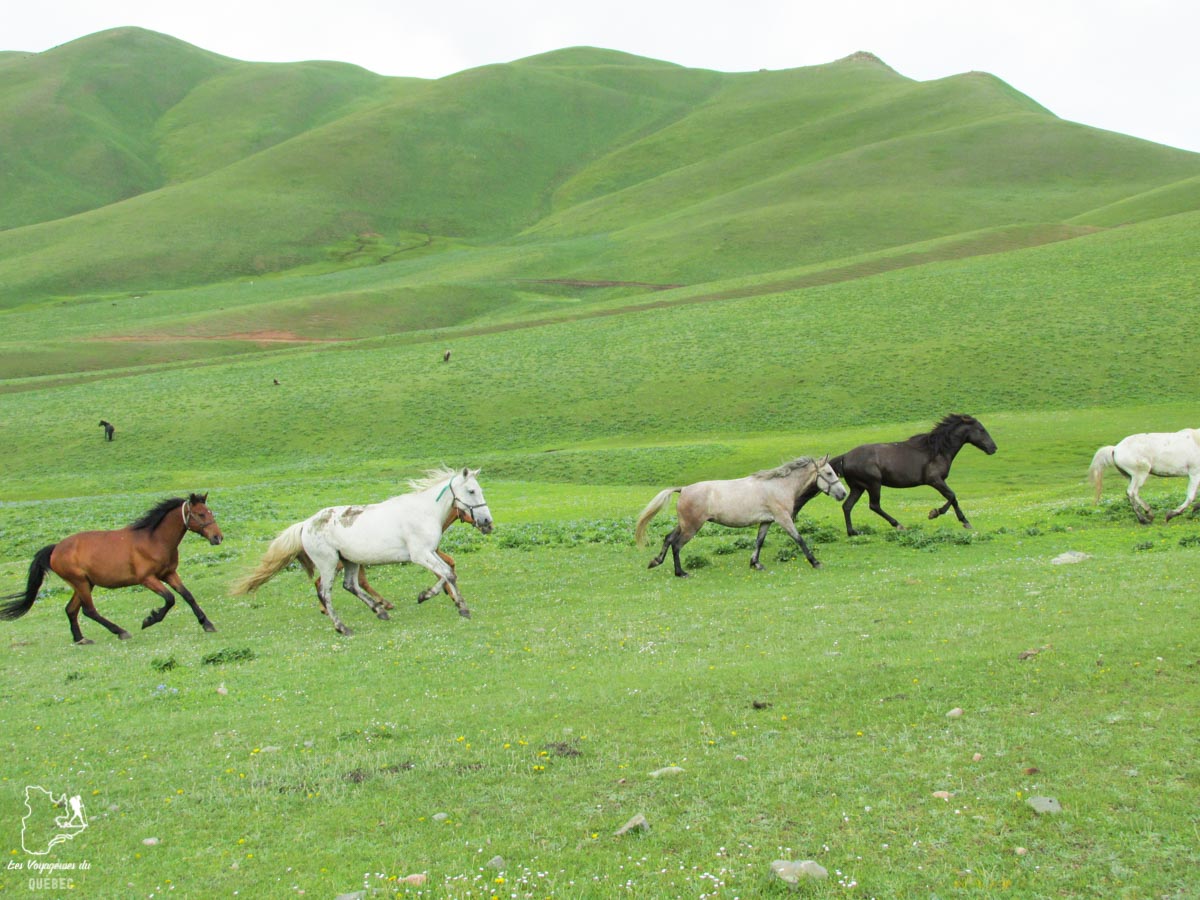 Chevaux sauvages au lac Song Kul dans notre article Découvrir le lac Song Kul au Kirghizistan lors d’un trek de 4 jours #Kirghizistan #songkul #songkol #asiecentrale #trek #voyage