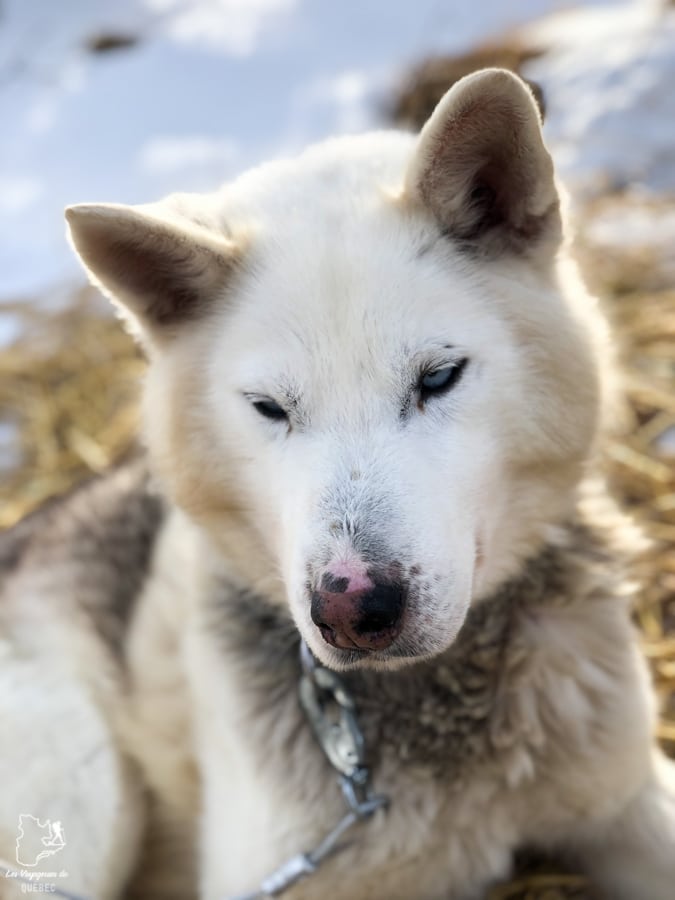Les chiens du Boreal Kennels à Car Cross au Yukon dans notre article Visiter le Yukon en hiver : quoi faire au Yukon durant la saison hivernale #yukon #hiver #canada #voyage
