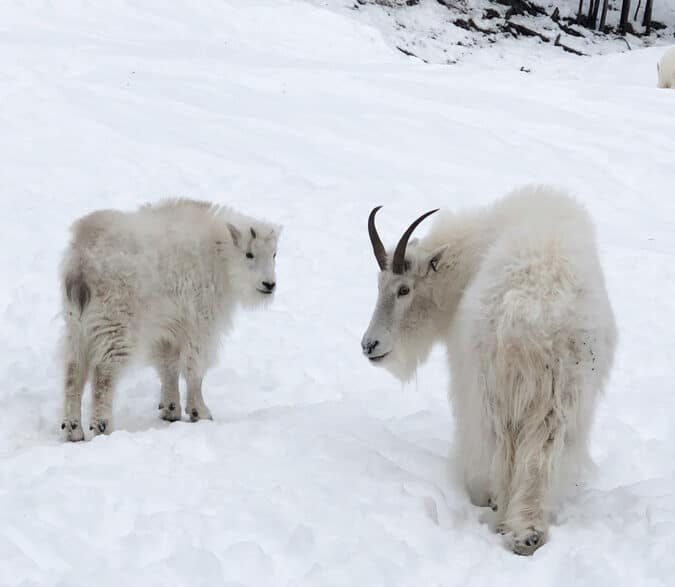 Visite de la réserve faunique à Whitehorse dans notre article Visiter le Yukon en hiver : quoi faire au Yukon durant la saison hivernale #yukon #hiver #canada #voyage