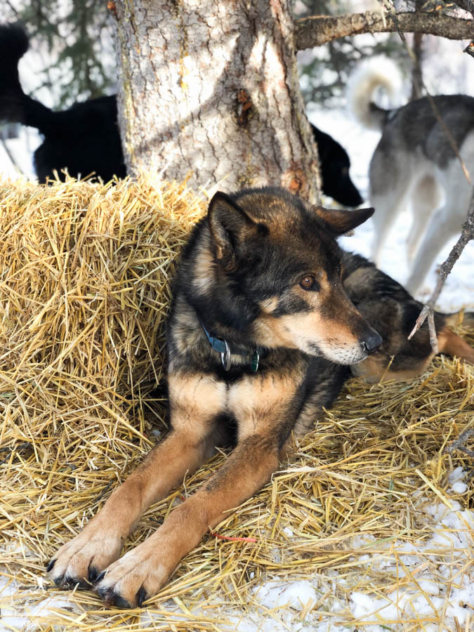 Les chiens du Boreal Kennels à Car Cross au Yukon dans notre article Visiter le Yukon en hiver : quoi faire au Yukon durant la saison hivernale #yukon #hiver #canada #voyage